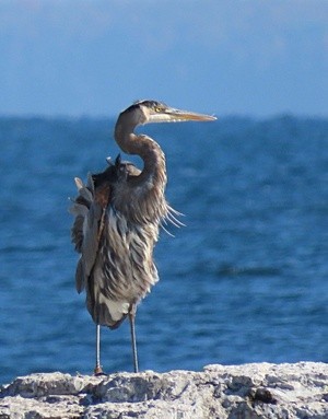 great blue heron