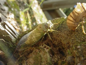 Cicada & Shell