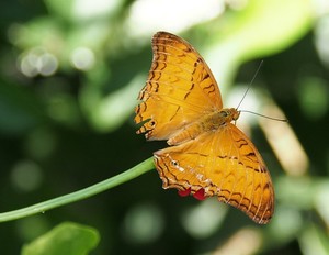 Red Under Wing
