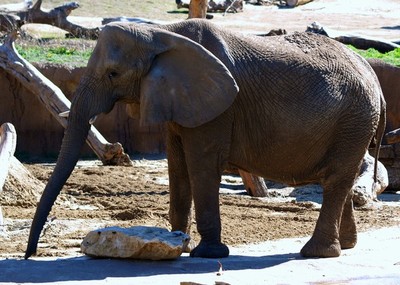 Zoo / Exotic Animals