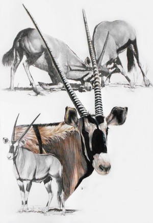 Gemsbok