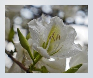 Macro
