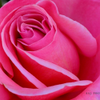Rose macro