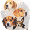 Dog Ghost Image Collection